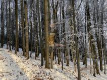 Prodej lesa, Hovězí, 11626 m2