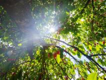 Prodej sadu/vinice, Velké Všelisy - Zamachy, 11900 m2