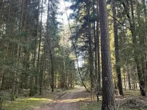 Prodej lesa, Svatý Jan nad Malší - Sedlce, 27831 m2