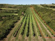 Prodej sadu/vinice, Starovice, 2166 m2