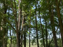 Prodej pozemku, Třeboň, 9529 m2