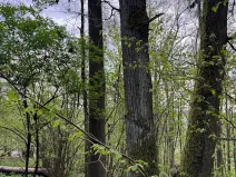 Prodej lesa, Přeštěnice, 4298 m2