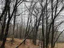 Prodej lesa, Velká Polom, 3342 m2