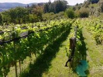 Prodej sadu/vinice, Lhenice, 3239 m2