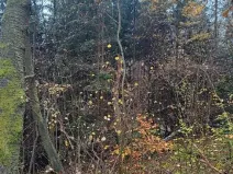 Prodej podílu lesa, Stará Paka, 2755 m2