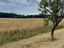 Prodej pozemku pro bydlení, Hřibiny-Ledská, 1109 m2