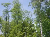 Prodej lesa, Zachotín, 792 m2