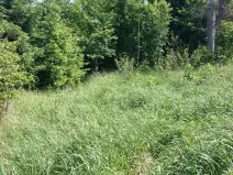 Prodej lesa, Žirovnice, 7361 m2