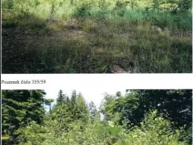 Prodej lesa, Pokojov, 3182 m2