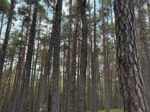 Prodej lesa, Čermná, 9742 m2