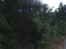 Pronájem zahrady, Dolní Kounice, 2459 m2