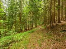 Prodej louky, Víchová nad Jizerou, 1867 m2