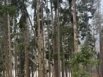 Prodej podílu lesa, Vacov, 23843 m2