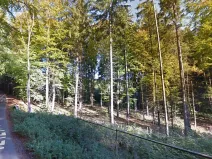 Prodej lesa, Branice, 82524 m2