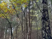 Prodej lesa, Chrášťany, 11900 m2