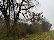 Prodej lesa, Boreč, 3833 m2