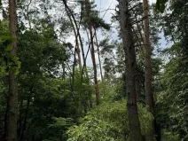 Prodej podílu lesa, Kojice, 4203 m2