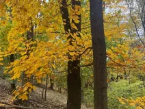 Prodej lesa, Přísečná, 15088 m2