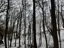 Prodej lesa, Vyškov, 1783 m2