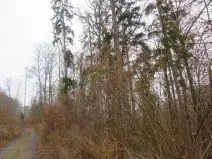 Dražba lesa, Zlín, 707167 m2