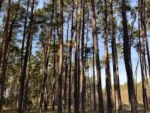 Prodej lesa, Vracov, 3963 m2