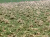 Prodej louky, Polom, 3371 m2