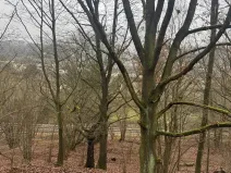 Prodej lesa, Ústí nad Labem, 41840 m2