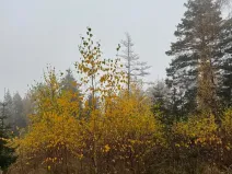 Prodej lesa, Úboč, 13538 m2