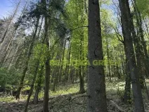 Prodej lesa, Želechovice nad Dřevnicí, Přílucká, 8588 m2