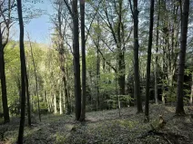 Prodej podílu lesa, Zděchov, 5288 m2