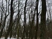 Prodej podílu lesa, Černěves, 3736 m2