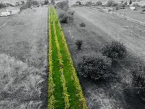 Prodej sadu/vinice, Týnec, Náves, 1237 m2