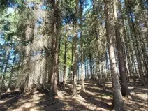 Prodej lesa, Lukavec, 1766 m2