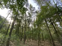 Prodej lesa, Ostřetín - Vysoká u Holic, 5528 m2