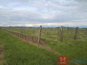 Prodej sadu/vinice, Borotice, 92655 m2
