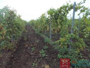 Prodej sadu/vinice, Borotice, 92655 m2