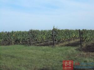 Prodej sadu/vinice, Borotice, 92655 m2