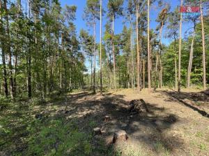 Prodej lesa, Boršov nad Vltavou, 23035 m2