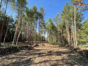 Prodej lesa, Boršov nad Vltavou, 6271 m2