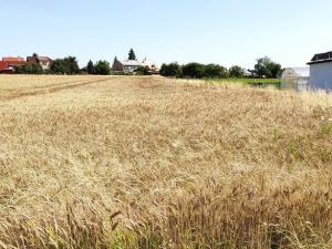 Prodej pozemku pro bydlení, Beňov, 5182 m2