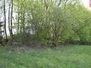 Prodej pozemku pro bydlení, Domašov nad Bystřicí, 11569 m2