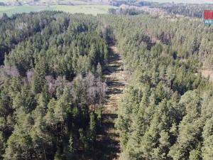 Prodej lesa, Netřebice, 9975 m2