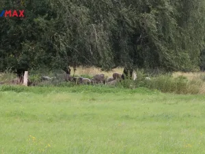 Prodej pozemku pro bydlení, Pertoltice, 4488 m2