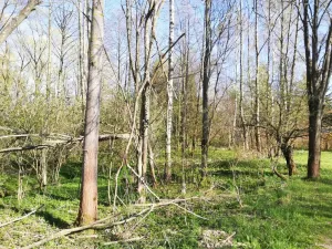 Prodej pozemku pro bydlení, Benešov nad Černou - Hartunkov, 5446 m2