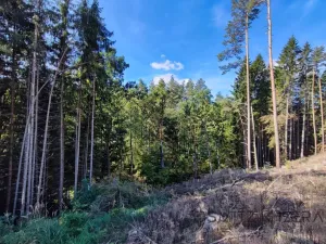 Prodej lesa, Žďár, 233155 m2