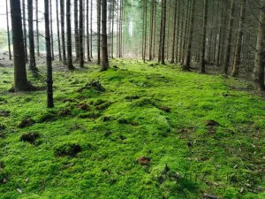 Prodej lesa, Žďár, 233155 m2