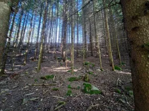 Prodej lesa, Žďár, 233155 m2