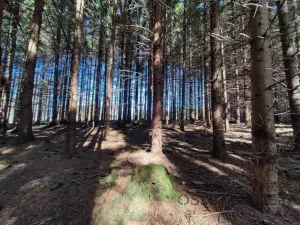 Prodej lesa, Žďár, 233155 m2