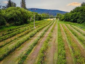 Prodej pozemku, Ohrazenice, 10000 m2