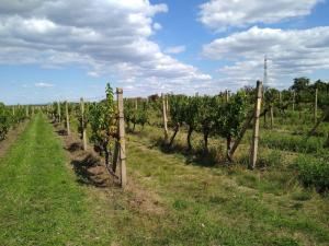 Prodej sadu/vinice, Valtice, 5491 m2